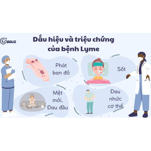 2. Dấu hiệu và triệu chứng của bệnh Lyme: